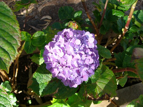 hortenzie