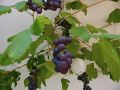 Balknov vinice-1